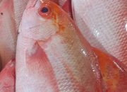 Resep Sup Ikan Kakap Sederhana